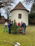 Baum_pflanzen_1